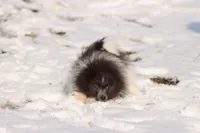 processed/8879fee5-4071-4343-86e7-67b54bb40ec8/listing/1d4a903d-8bdf-48f0-ad4b-cadfc77d0bb0/fb66a36f-a0c9-4473-8103-f013d6cb2d0a