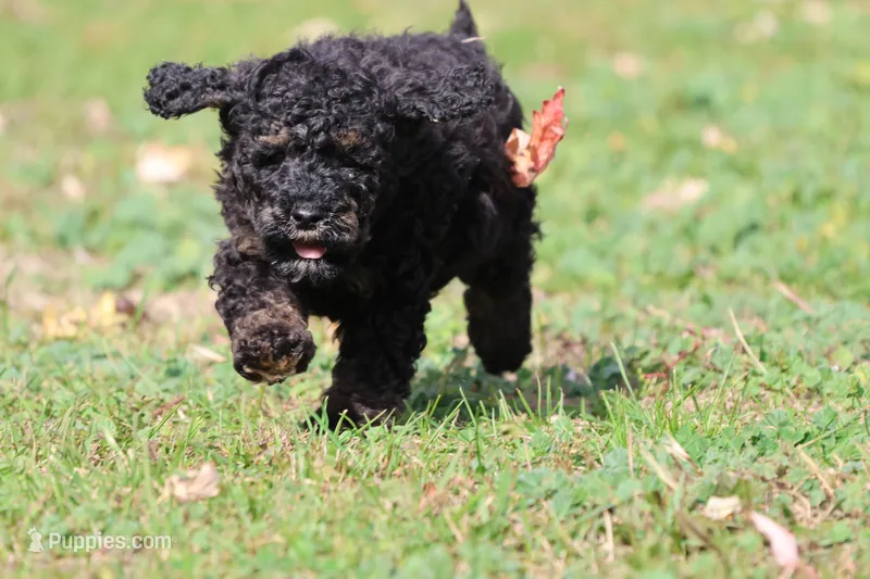 Rosco – Miniature Bernedoodle puppy for sale in Grand Rapids, MI