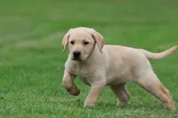 Lilly AKC , a female Labrador Retriever for sale in Grand Rapids, MI – 5 of 8