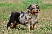 Skywalker, a male Australian Shepherd and Bernese Mountain Dog for sale in Grand Rapids, MI – 3 of 6