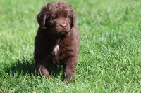 Meatloaf, a male Newfoundland for sale in Grand Rapids, MI – 2 of 6