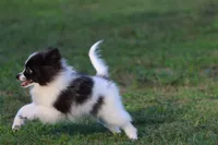 Feather AKC , a female Pomeranian for sale in Grand Rapids, MI – 3 of 7