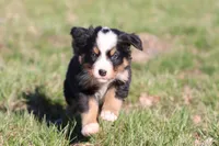Betsy , a female Australian Shepherd and Bernese Mountain Dog for sale in Grand Rapids, MI – Photo 4 of 6