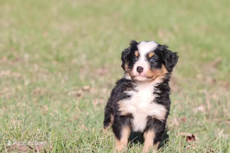 Betsy  – Australian Shepherd, Bernese Mountain Dog puppy for sale in Grand Rapids, MI