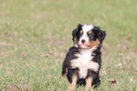 Betsy , a female Australian Shepherd and Bernese Mountain Dog for sale in Grand Rapids, MI – Photo 1 of 6