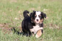 Betsy , a female Australian Shepherd and Bernese Mountain Dog for sale in Grand Rapids, MI – Photo 6 of 6