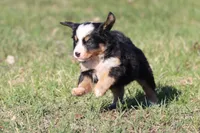 Betsy , a female Australian Shepherd and Bernese Mountain Dog for sale in Grand Rapids, MI – Photo 2 of 6