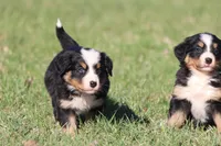 Betsy , a female Australian Shepherd and Bernese Mountain Dog for sale in Grand Rapids, MI – Photo 5 of 6