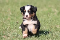 Betsy , a female Australian Shepherd and Bernese Mountain Dog for sale in Grand Rapids, MI – Photo 3 of 6