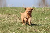 Cherry Pie AKC , a female Golden Retriever for sale in Grand Rapids, MI – Photo 4 of 6