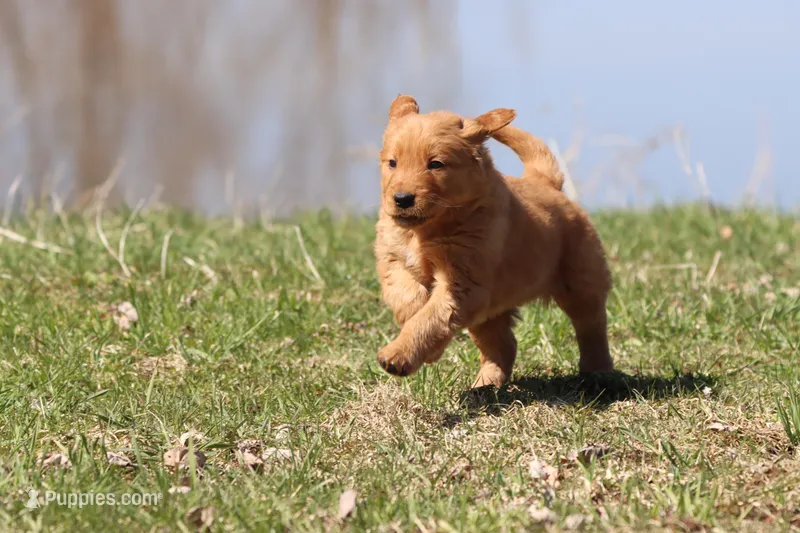 Cherry Pie AKC  – Golden Retriever puppy for sale in Grand Rapids, MI