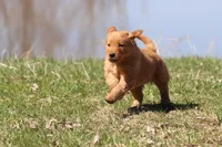 Cherry Pie AKC , a female Golden Retriever for sale in Grand Rapids, MI – Photo 1 of 6