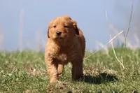 Cherry Pie AKC , a female Golden Retriever for sale in Grand Rapids, MI – Photo 2 of 6