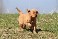 Cherry Pie AKC , a female Golden Retriever for sale in Grand Rapids, MI – Photo 3 of 6