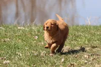 Cherry Pie AKC , a female Golden Retriever for sale in Grand Rapids, MI – Photo 6 of 6