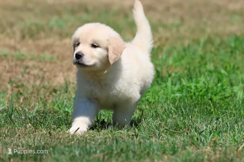 Darling – Golden Retriever, English Cream Golden Retriever puppy for sale in Grand Rapids, MI