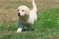 Darling, a female Golden Retriever and English Cream Golden Retriever for sale in Grand Rapids, MI – 1 of 5