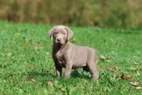 Hippo AKC, a male Labrador Retriever for sale in Grand Rapids, MI – 4 of 5