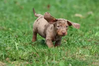 Swiss Rolls, a male Miniature Dachshund for sale in Grand Rapids, MI – 7 of 7