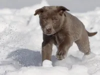 Mocha AKC, a female Labrador Retriever for sale in Grand Rapids, MI – Photo 4 of 4