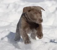 Mocha AKC, a female Labrador Retriever for sale in Grand Rapids, MI – Photo 3 of 4