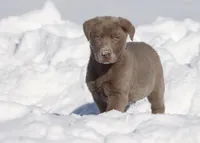 Mocha AKC, a female Labrador Retriever for sale in Grand Rapids, MI – Photo 2 of 4