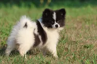 Feather AKC , a female Pomeranian for sale in Grand Rapids, MI – 5 of 5