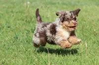 Chocolate Chips, a male Miniature Bernedoodle for sale in Grand Rapids, MI – 6 of 6