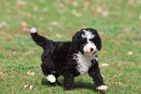 Snoopy Girl, a female Miniature Bernedoodle for sale in Grand Rapids, MI – 2 of 6