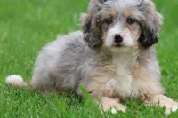 Sweet Tart, a female Miniature Bernedoodle for sale in Grand Rapids, MI – 2 of 5
