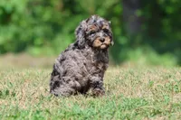 Blue , a male Bernedoodle and Miniature Bernedoodle for sale in Grand Rapids, MI – 3 of 5