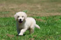 Monty, a male Golden Retriever and English Cream Golden Retriever for sale in Grand Rapids, MI – 6 of 6