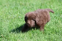 Hot cocoa, a female Newfoundland for sale in Grand Rapids, MI – 3 of 3