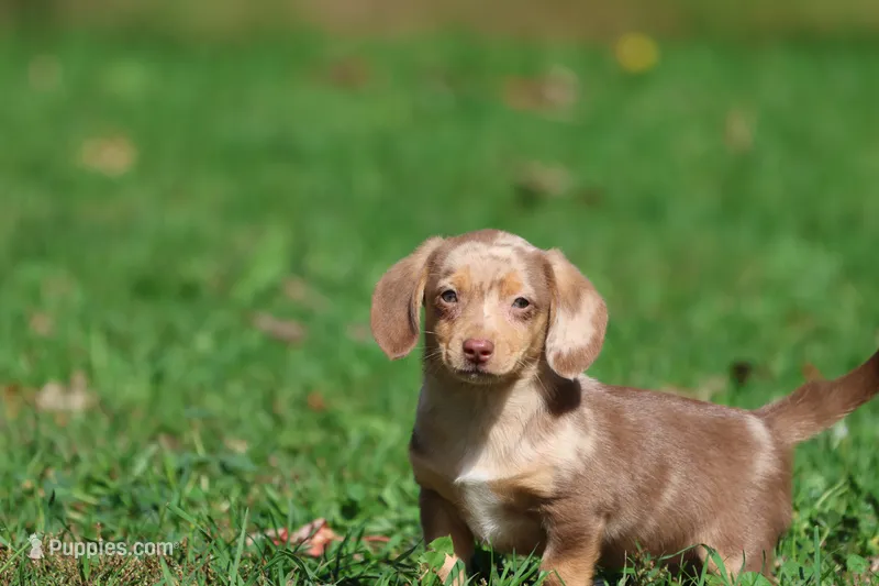 Sausage Rolls – Dachshund, Miniature Dachshund puppy for sale in Grand Rapids, MI