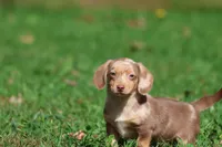Sausage Rolls, a male Dachshund and Miniature Dachshund for sale in Grand Rapids, MI – 1 of 6