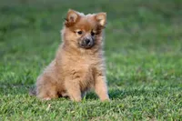 Cinnamon, a female Pomeranian for sale in Grand Rapids, MI – 5 of 6