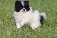 Cookies n cream, a female Pomeranian for sale in Grand Rapids, MI – 5 of 5