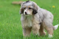 Sweet Tart, a female Miniature Bernedoodle for sale in Grand Rapids, MI – 5 of 5