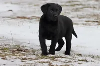 Espresso , a female Labrador Retriever for sale in Grand Rapids, MI – Photo 1 of 4