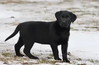 Espresso , a female Labrador Retriever for sale in Grand Rapids, MI – Photo 3 of 4