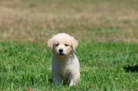 True Love, a female Golden Retriever and English Cream Golden Retriever for sale in Grand Rapids, MI – 5 of 7