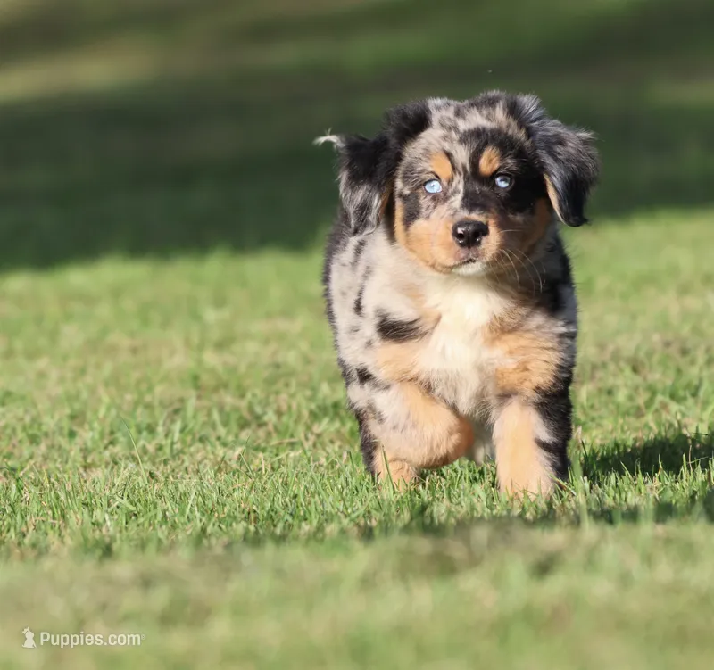 Sky – Australian Shepherd, Bernese Mountain Dog puppy for sale in Grand Rapids, MI