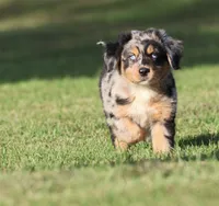 Sky, a male Australian Shepherd and Bernese Mountain Dog for sale in Grand Rapids, MI – 1 of 7