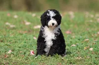 Snoopy Girl, a female Miniature Bernedoodle for sale in Grand Rapids, MI – 6 of 6
