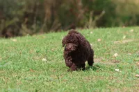 Truffles, a female Miniature Bernedoodle for sale in Grand Rapids, MI – 7 of 7