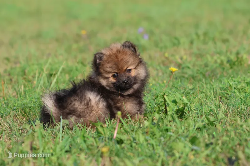 Sable AKC  – Pomeranian puppy for sale in Grand Rapids, MI