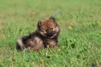 Sable AKC , a female Pomeranian for sale in Grand Rapids, MI – 1 of 5