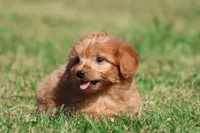 Bennie , a male Miniature Goldendoodle for sale in Grand Rapids, MI – 2 of 5