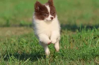 Milly, a female Pomeranian for sale in Grand Rapids, MI – 2 of 7