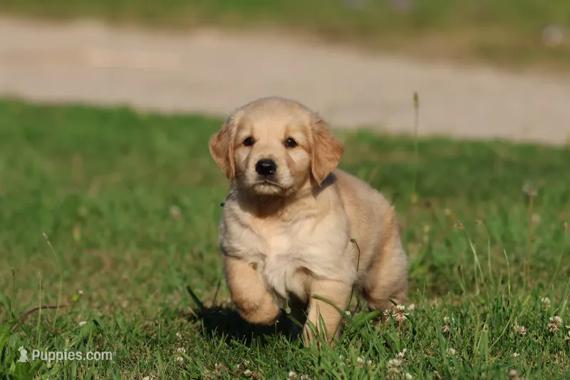 RUGER – Golden Retriever, Miniature Golden Retriever puppy for sale in Grand Rapids, MI